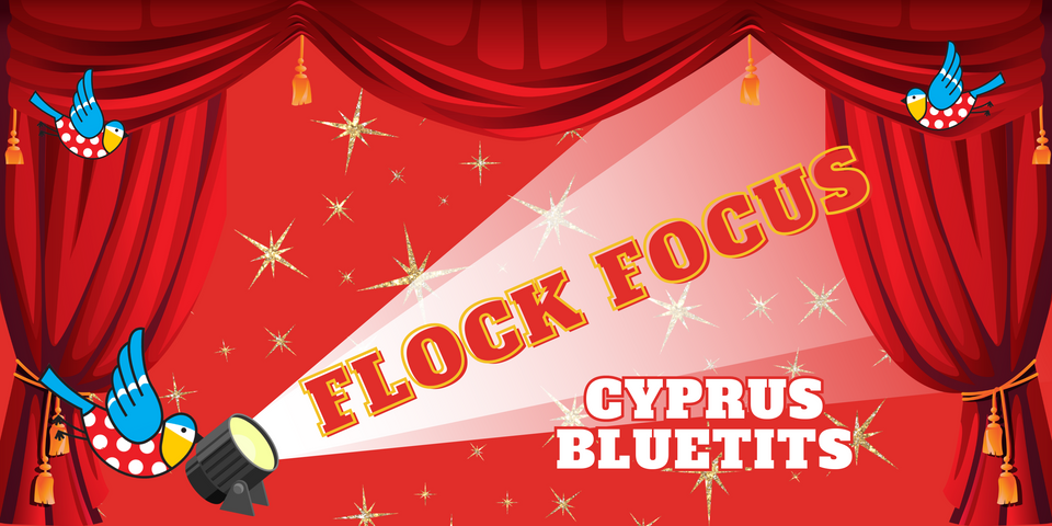 Flock Focus - Cyprus Bluetits